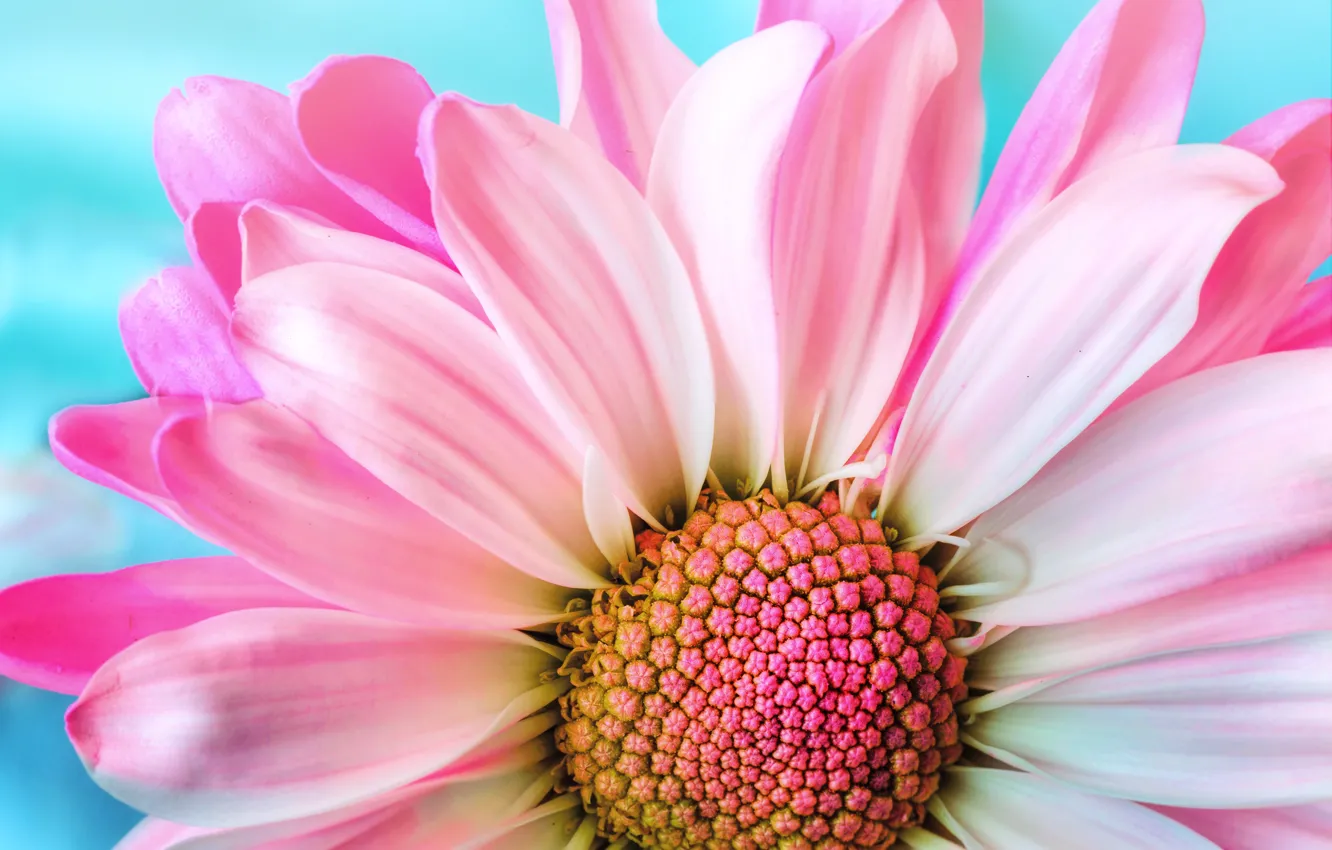 Photo wallpaper macro, background, pink, flower, pink, background, Daisy, Daisy