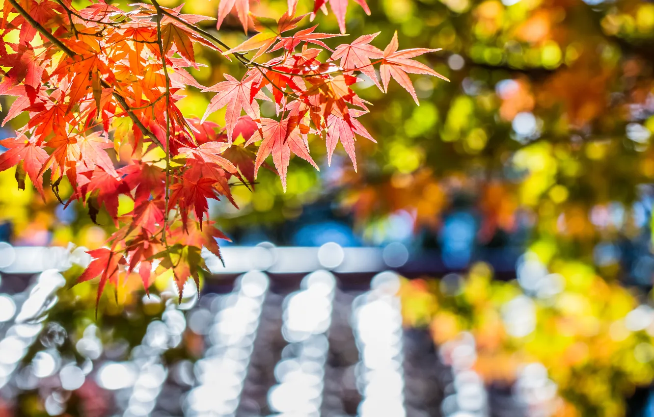 Photo wallpaper autumn, leaves, macro, glare, tree, focus, blur, Maple