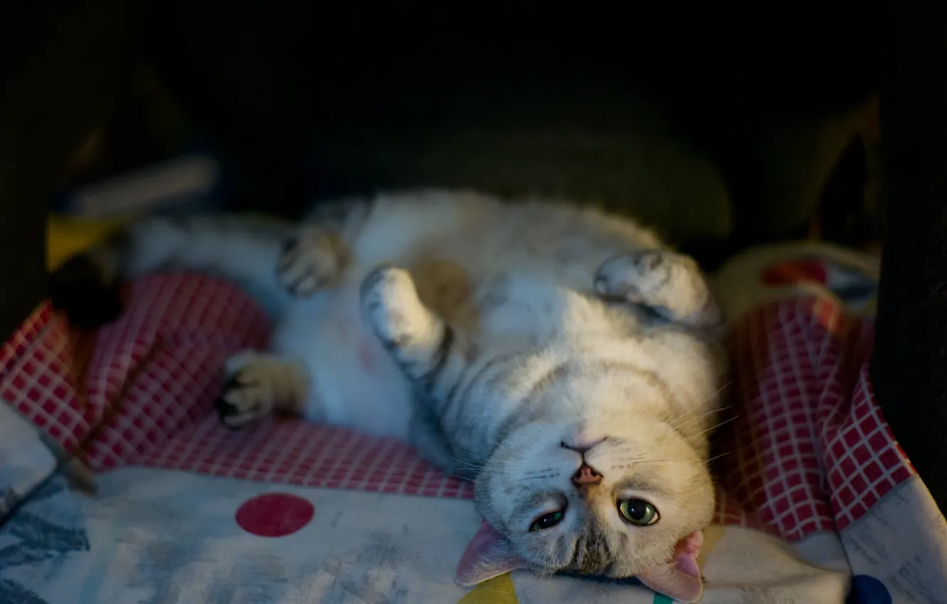 Photo wallpaper cat, cat, look, pose, face