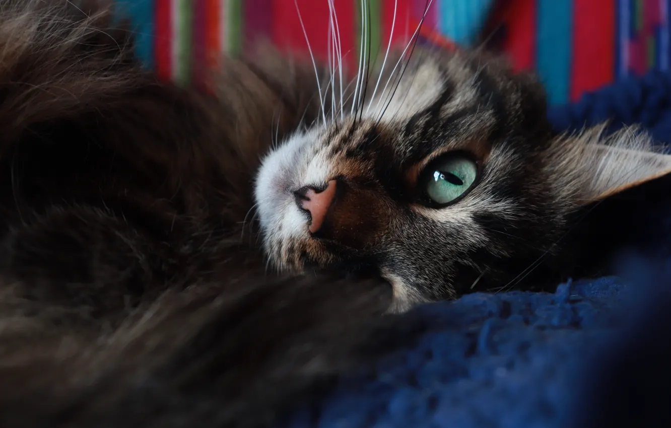 Photo wallpaper cat, cat, look, face, close-up, grey, background, dark