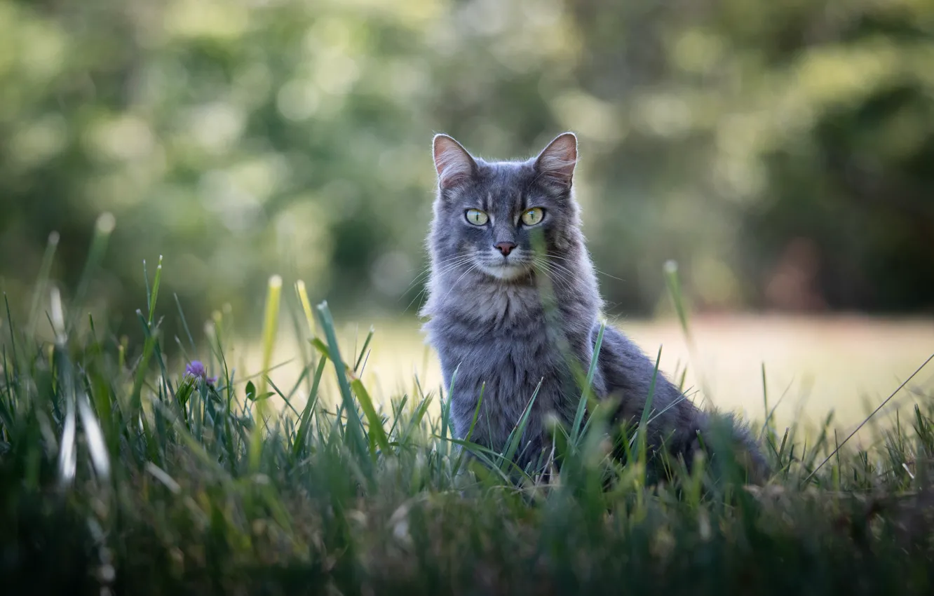 Photo wallpaper cat, grass, cat, look, nature, pose, grey, glade