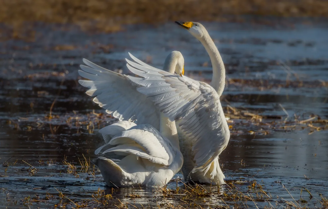 Photo wallpaper wings, pair, grace, swans, pond