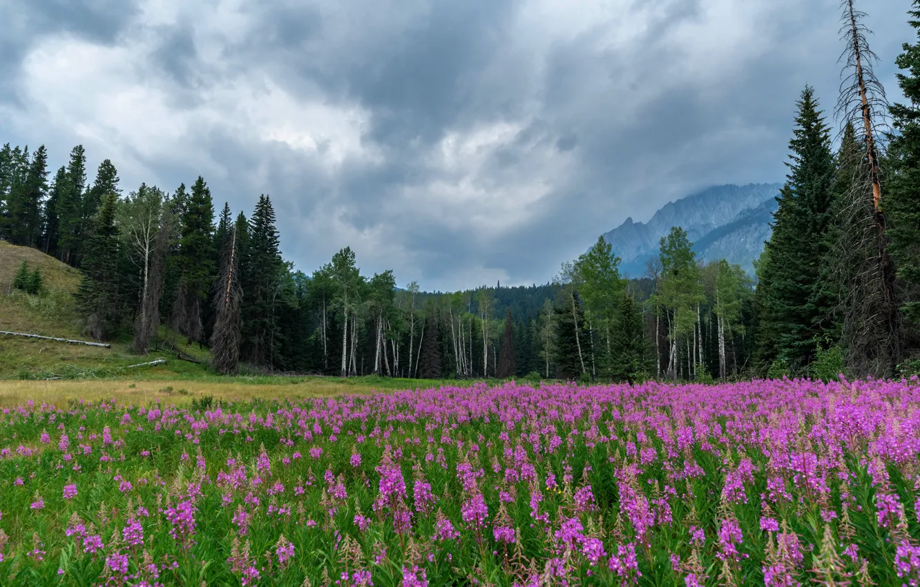 Photo wallpaper field, forest, summer, the sky, clouds, trees, flowers, mountains