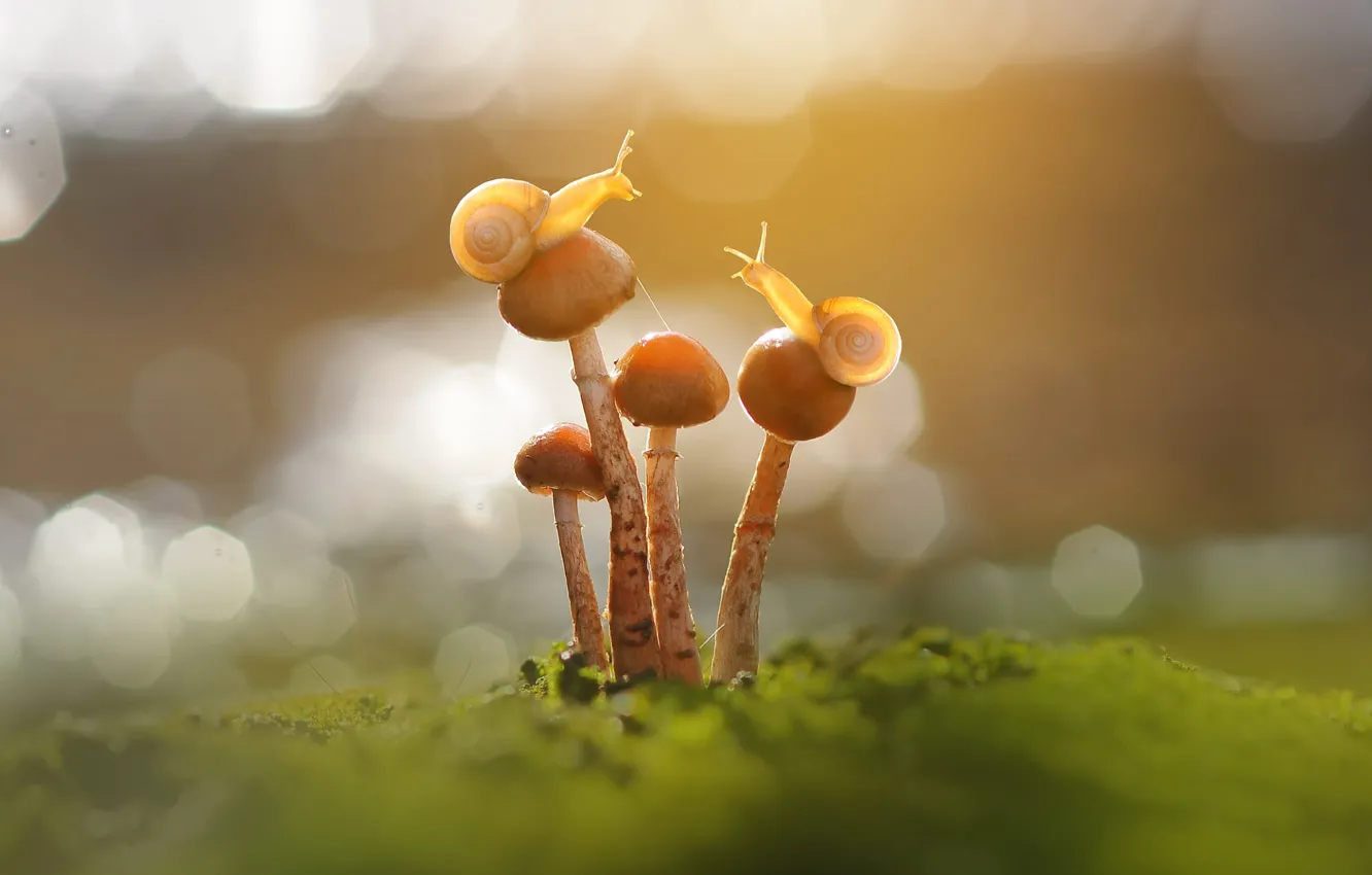 Photo wallpaper macro, light, mushrooms, moss, snails, a couple, bokeh, toadstool