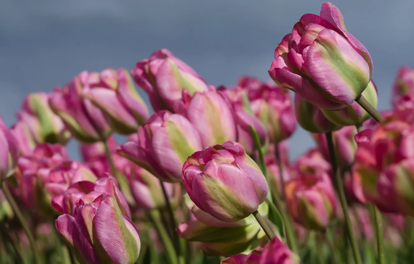 Photo wallpaper the sky, flowers, spring, tulips, pink, buds, a lot