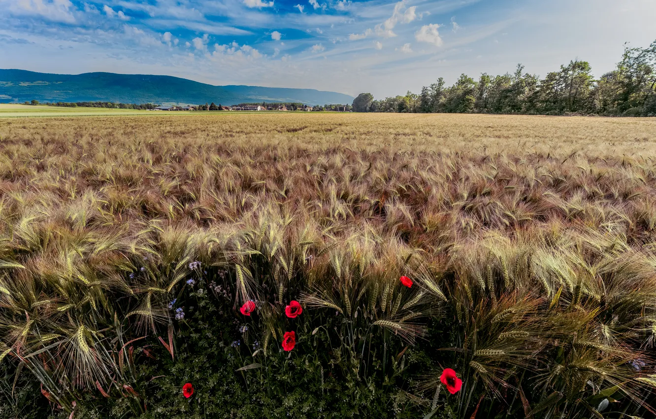 Photo wallpaper field, summer, the sky, clouds, trees, blue, hills, rye