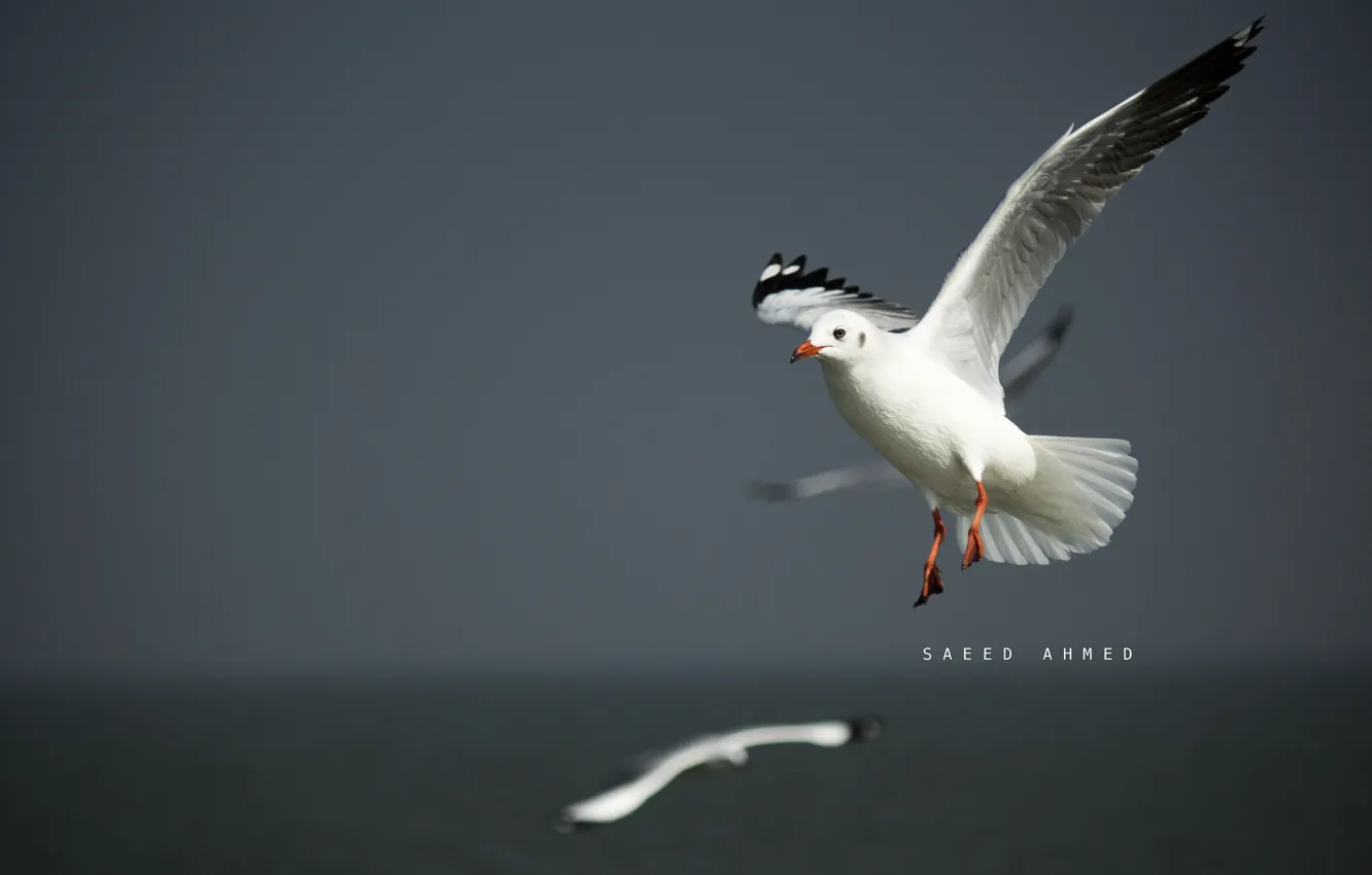Photo wallpaper flight, nature, bird, seagulls