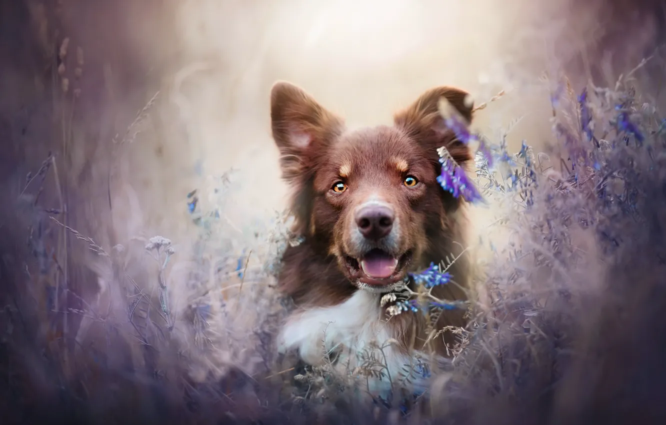 Photo wallpaper nature, each, dog