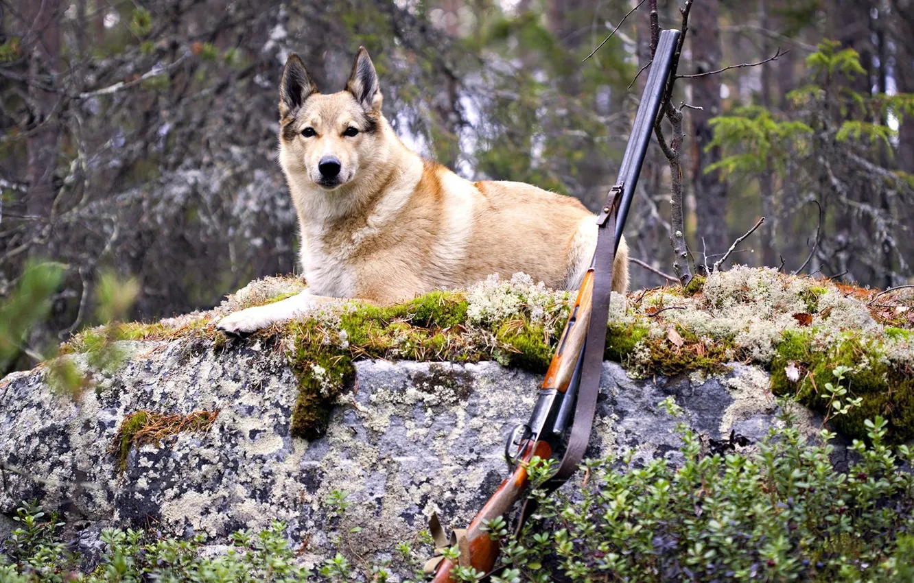 Photo wallpaper forest, dog, dog, hunting, the gun