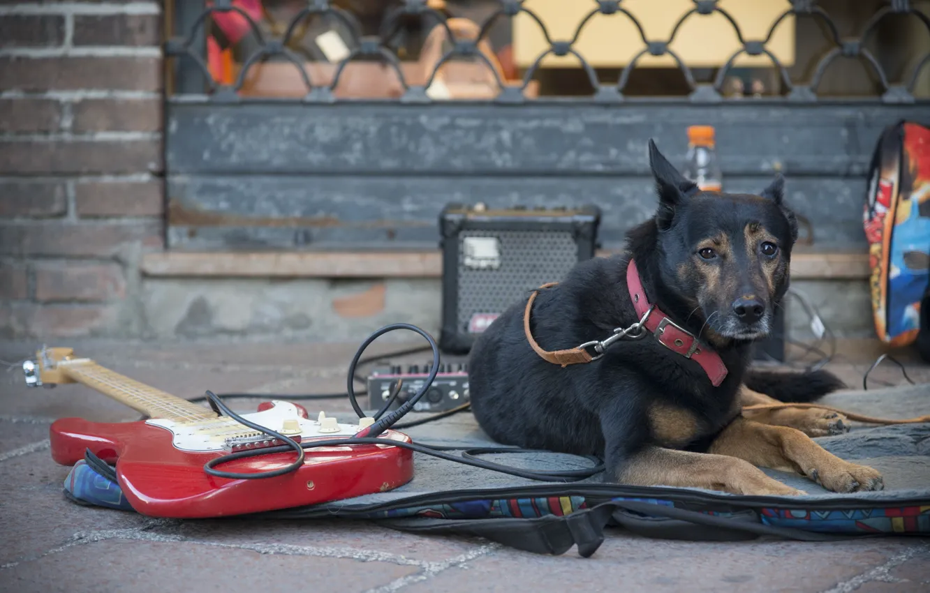 Photo wallpaper street, guitar, dog