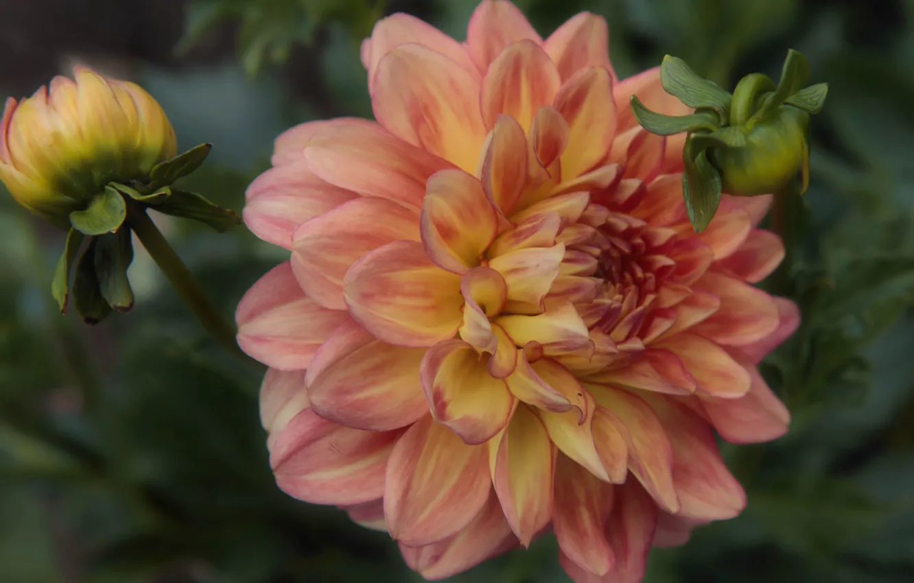 Photo wallpaper flowers, orange, dahlias