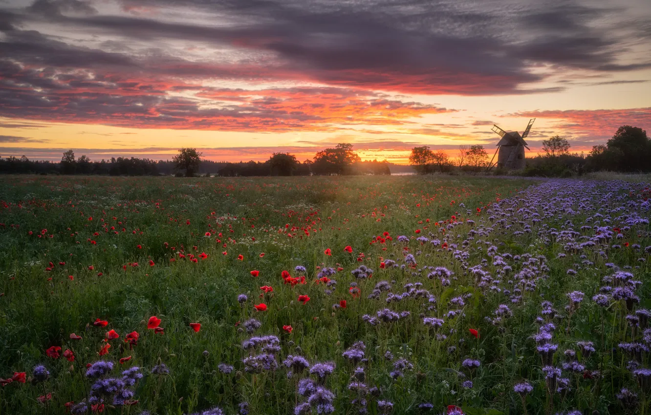 Photo wallpaper sunset, flowers, Maki, the evening, meadow, mill