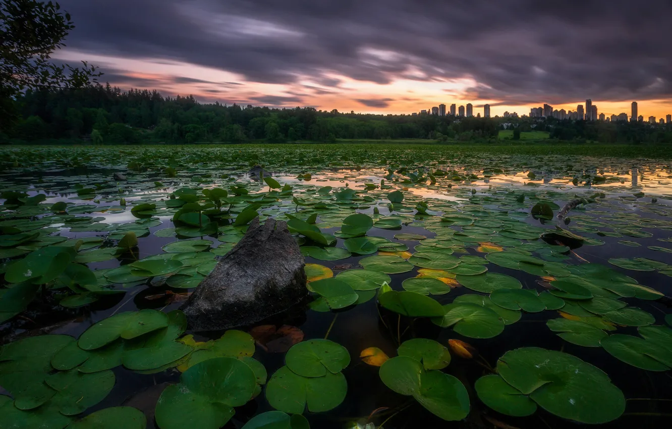 Photo wallpaper leaves, the city, lake, pond, Lily, water lilies, pond