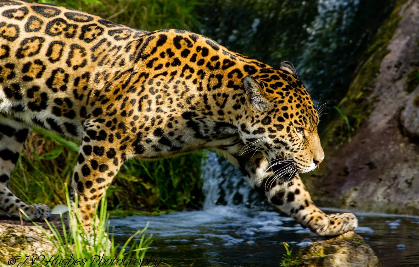 Photo wallpaper stream, predator, spot, Jaguar, profile, walk, wild cat