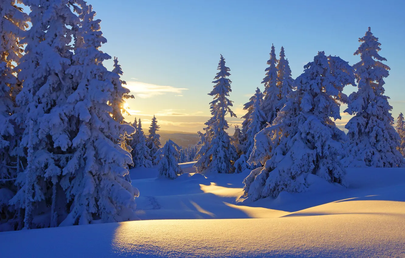 Photo wallpaper winter, frost, forest, the sky, the sun, clouds, rays, light