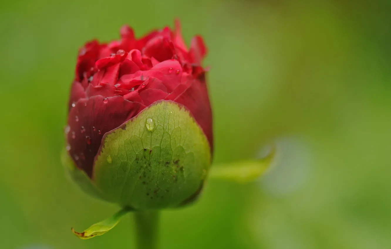 Photo wallpaper macro, flowers, nature