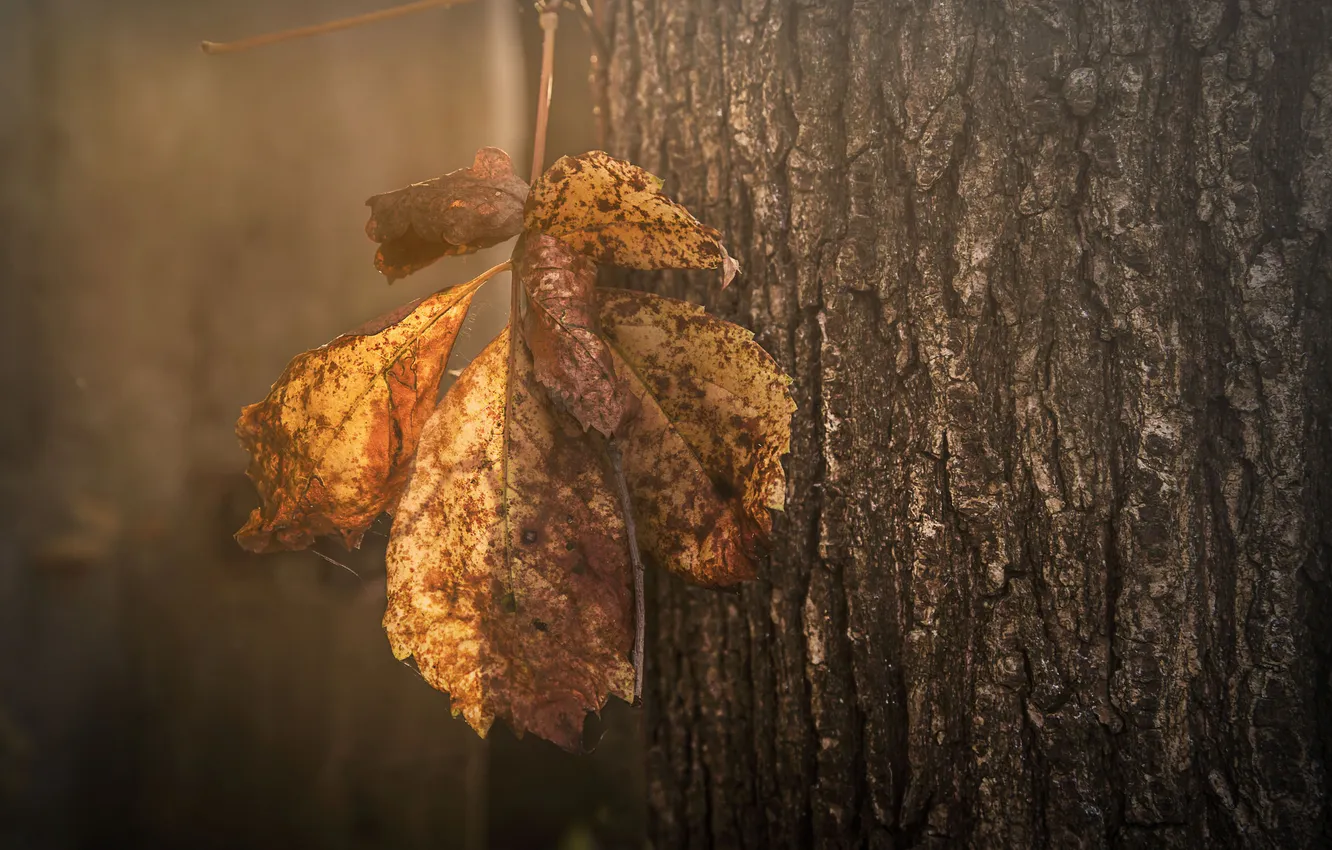 Photo wallpaper leaves, trees, nature