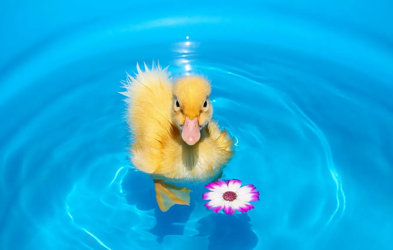 Photo wallpaper animal, pet, duck, first swim
