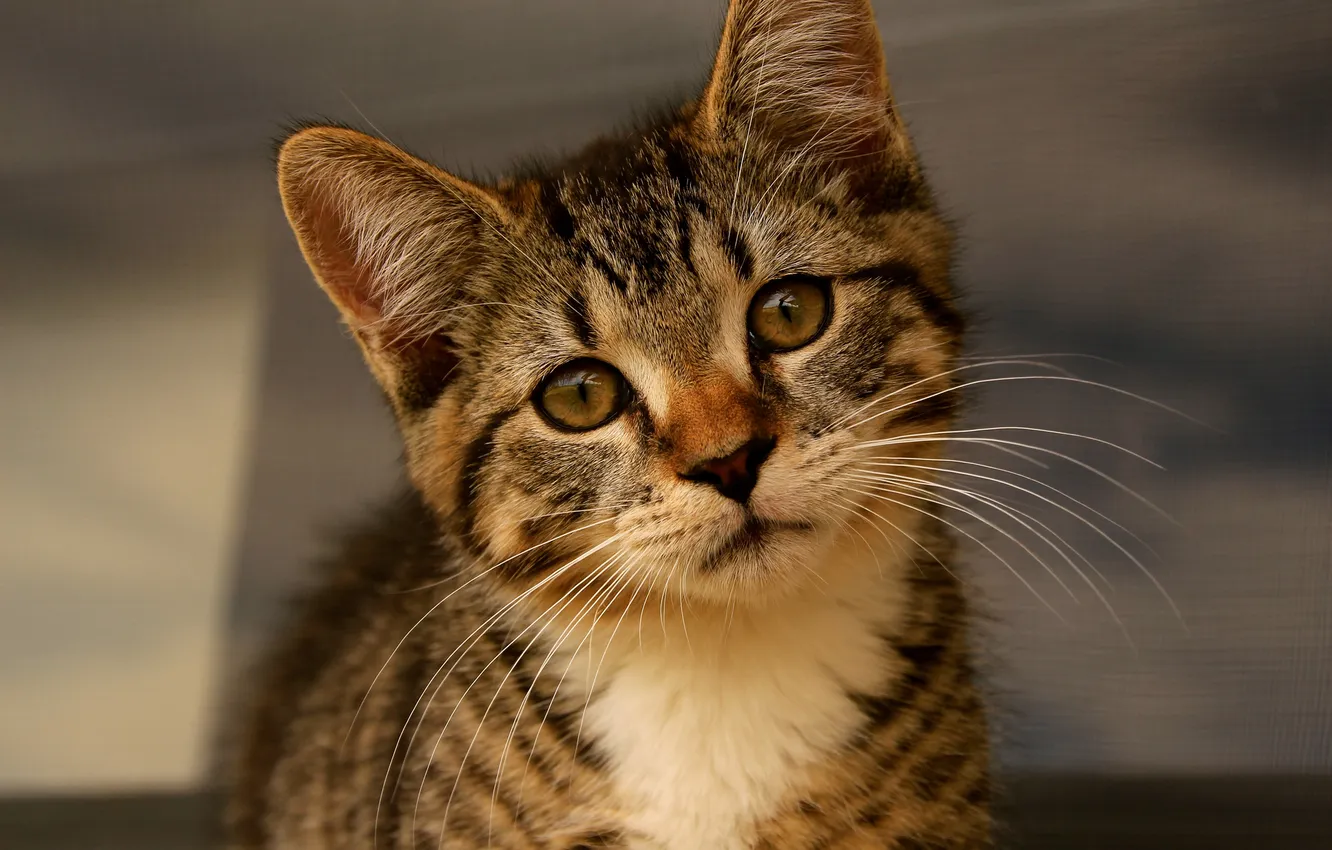 Photo wallpaper eyes, look, kitty, Kote