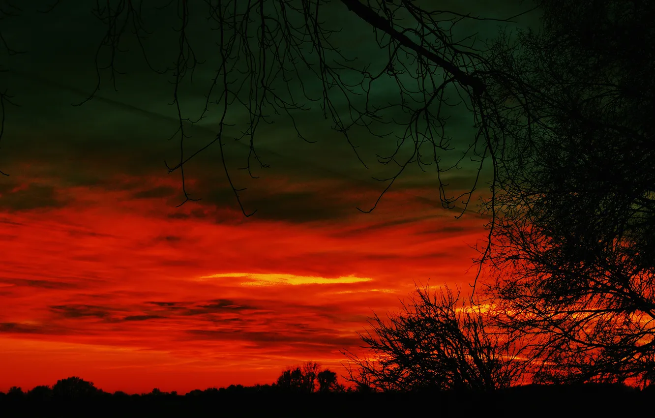 Photo wallpaper the sky, clouds, trees, the evening, silhouette, glow