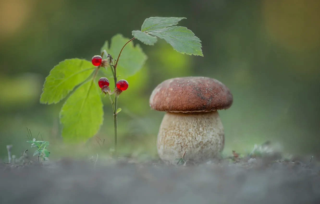 Photo wallpaper leaves, berries, sprig, mushrooms, clearing, bokeh, White mushroom, stone bramble