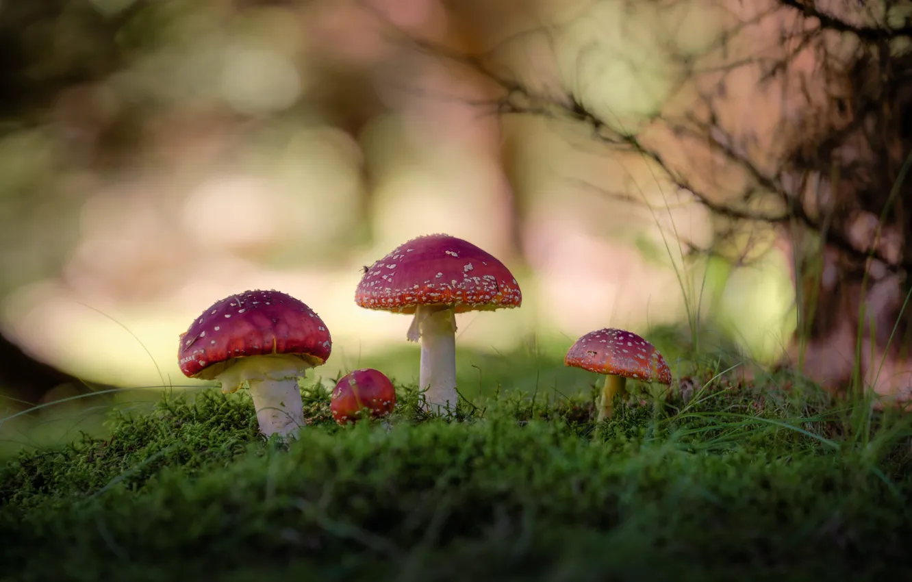 Photo wallpaper forest, grass, branches, mushrooms, mushroom, clearing, bokeh, family