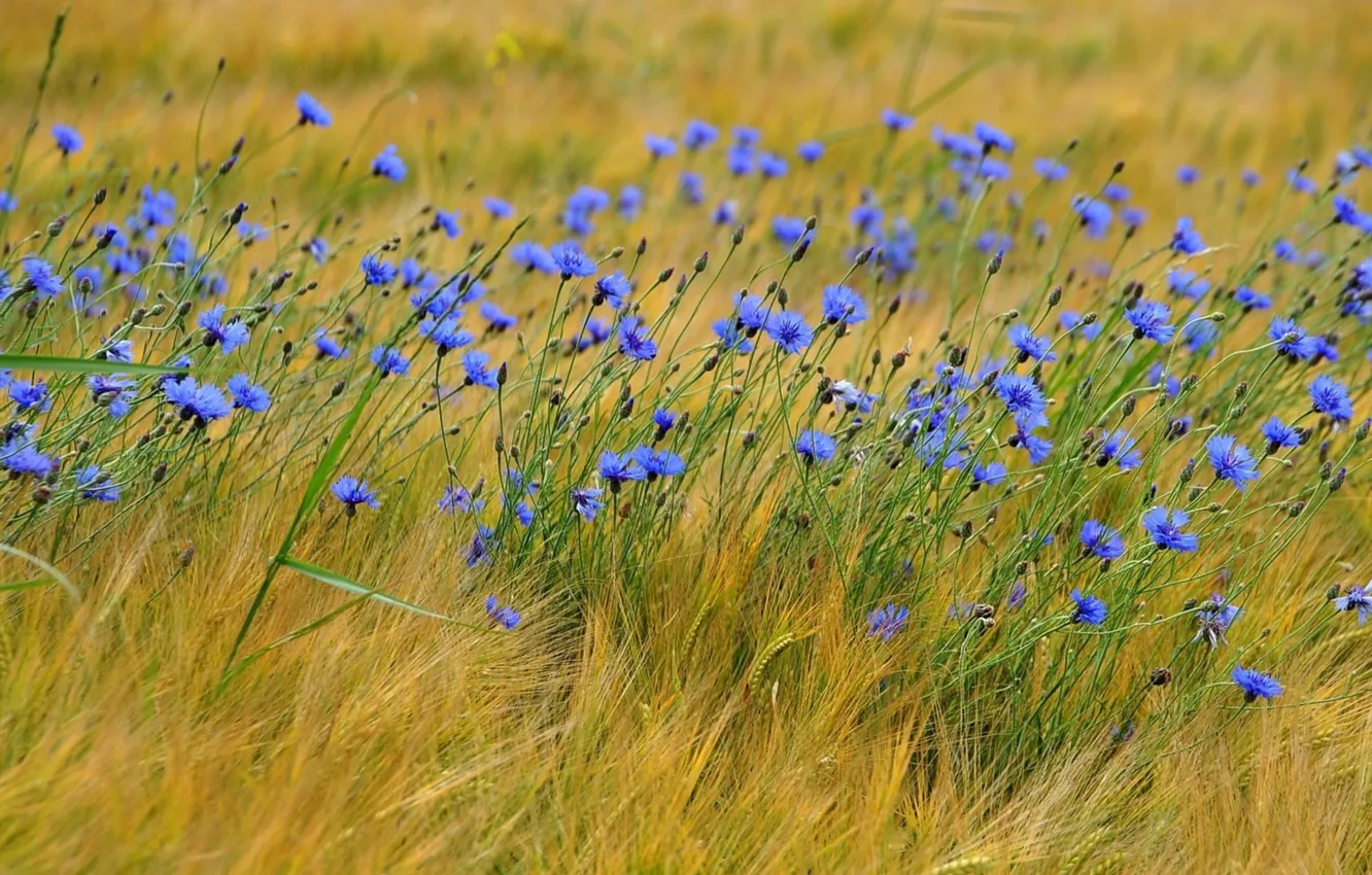 Photo wallpaper blue, ears, wildflowers