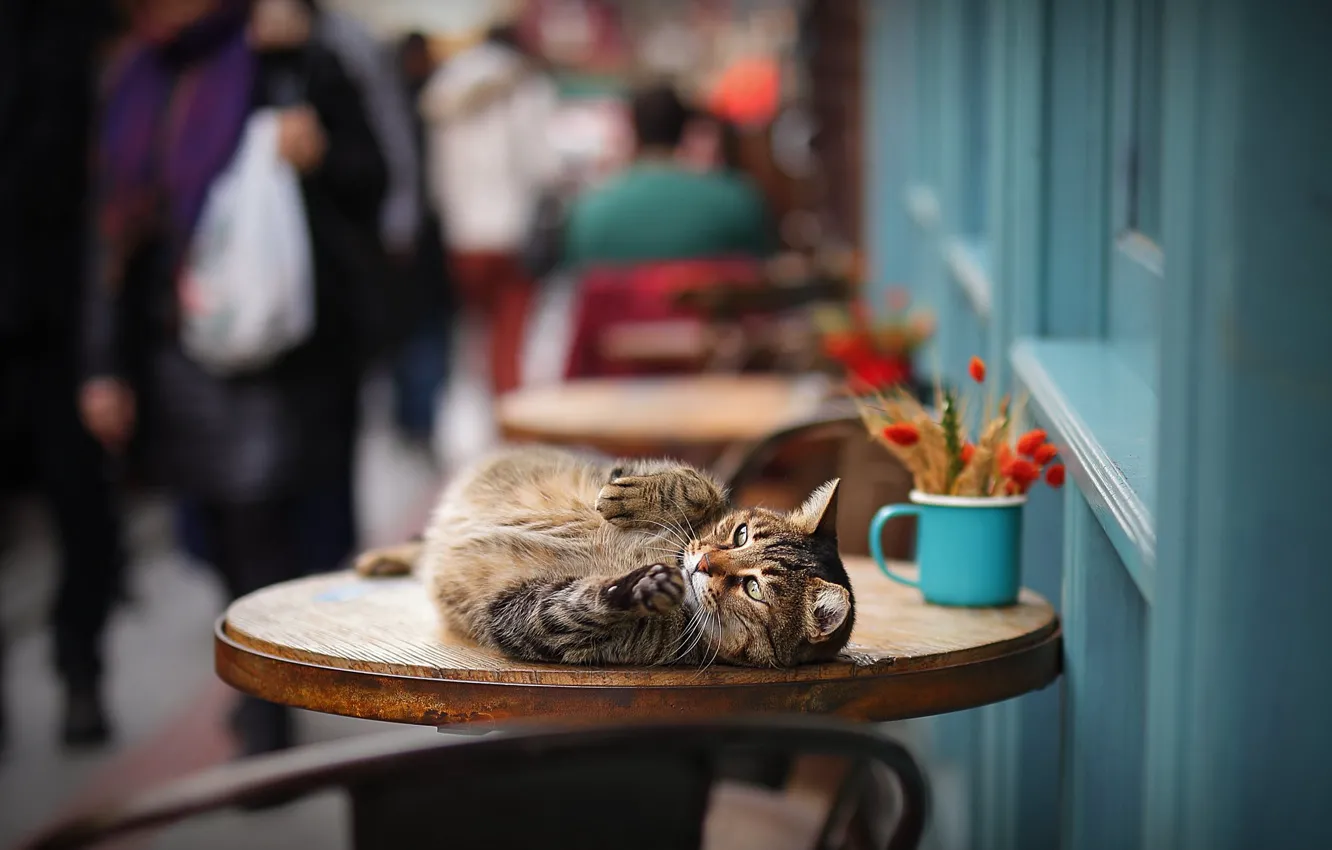 Photo wallpaper cat, cat, on the table, bokeh, cat
