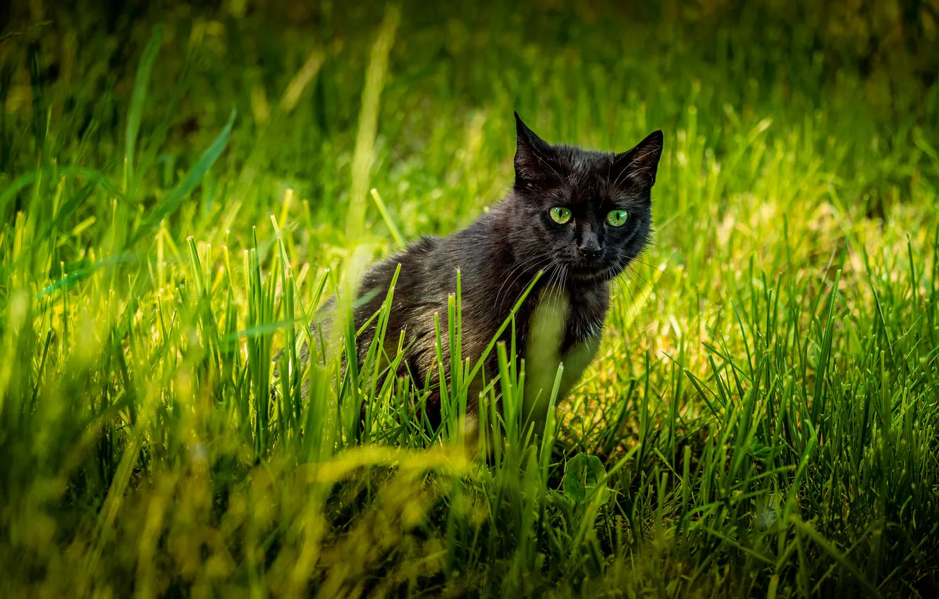Photo wallpaper cat, cat, look, pose, face