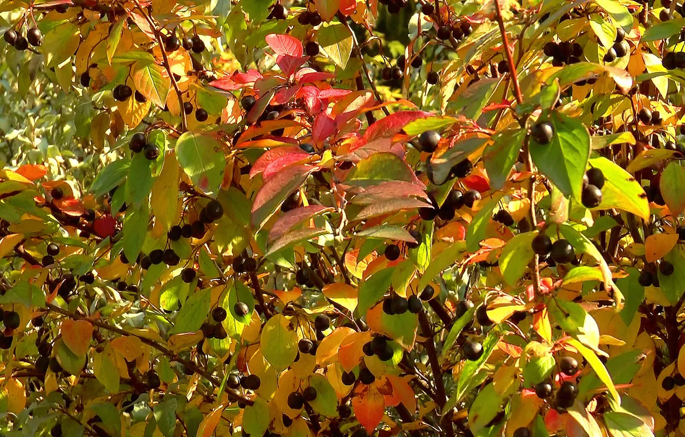 Photo wallpaper autumn, berries, background, Bush, texture, cover