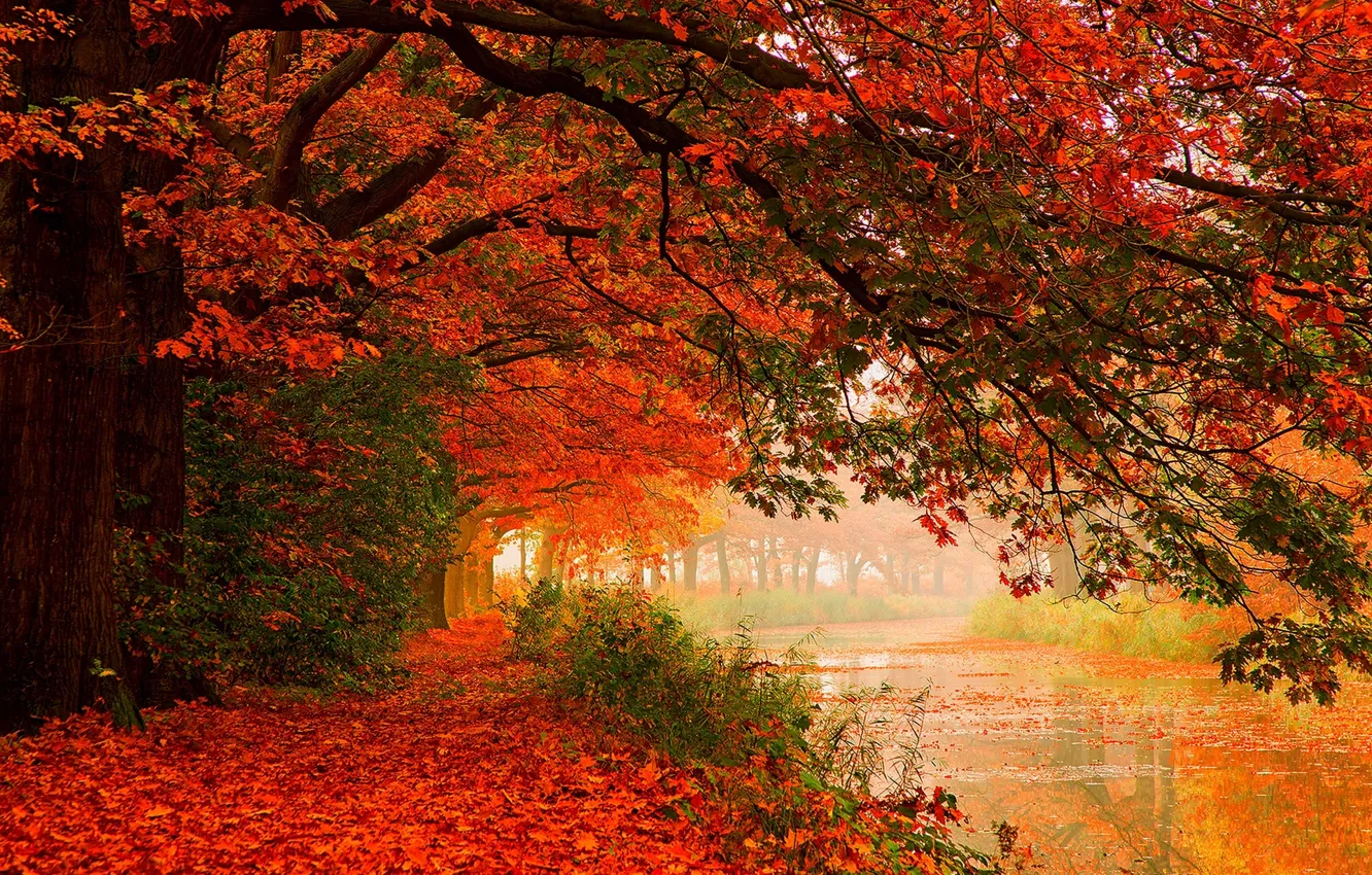 Photo wallpaper autumn, forest, leaves, water, trees, nature, river, HDR