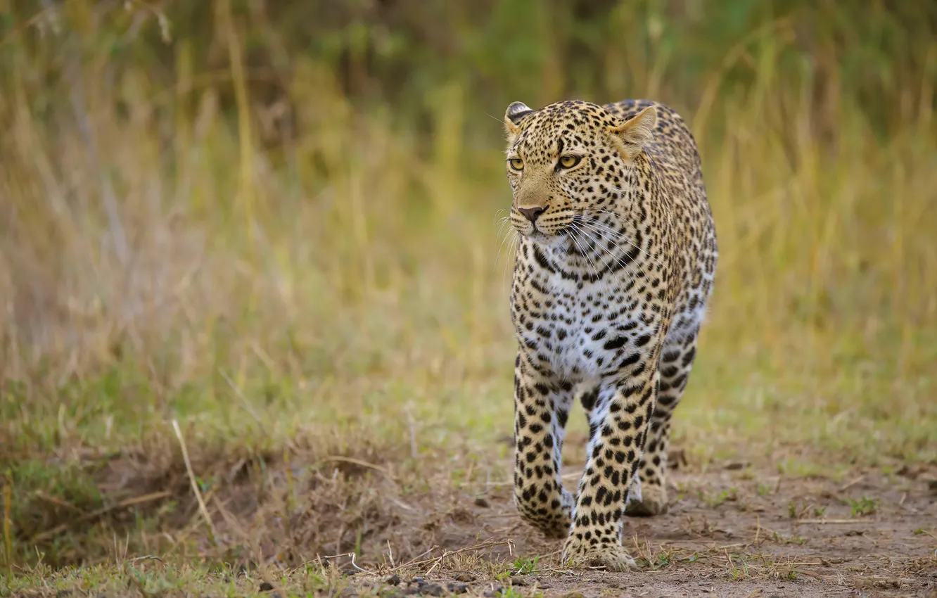 Photo wallpaper grass, look, face, leopard, walk