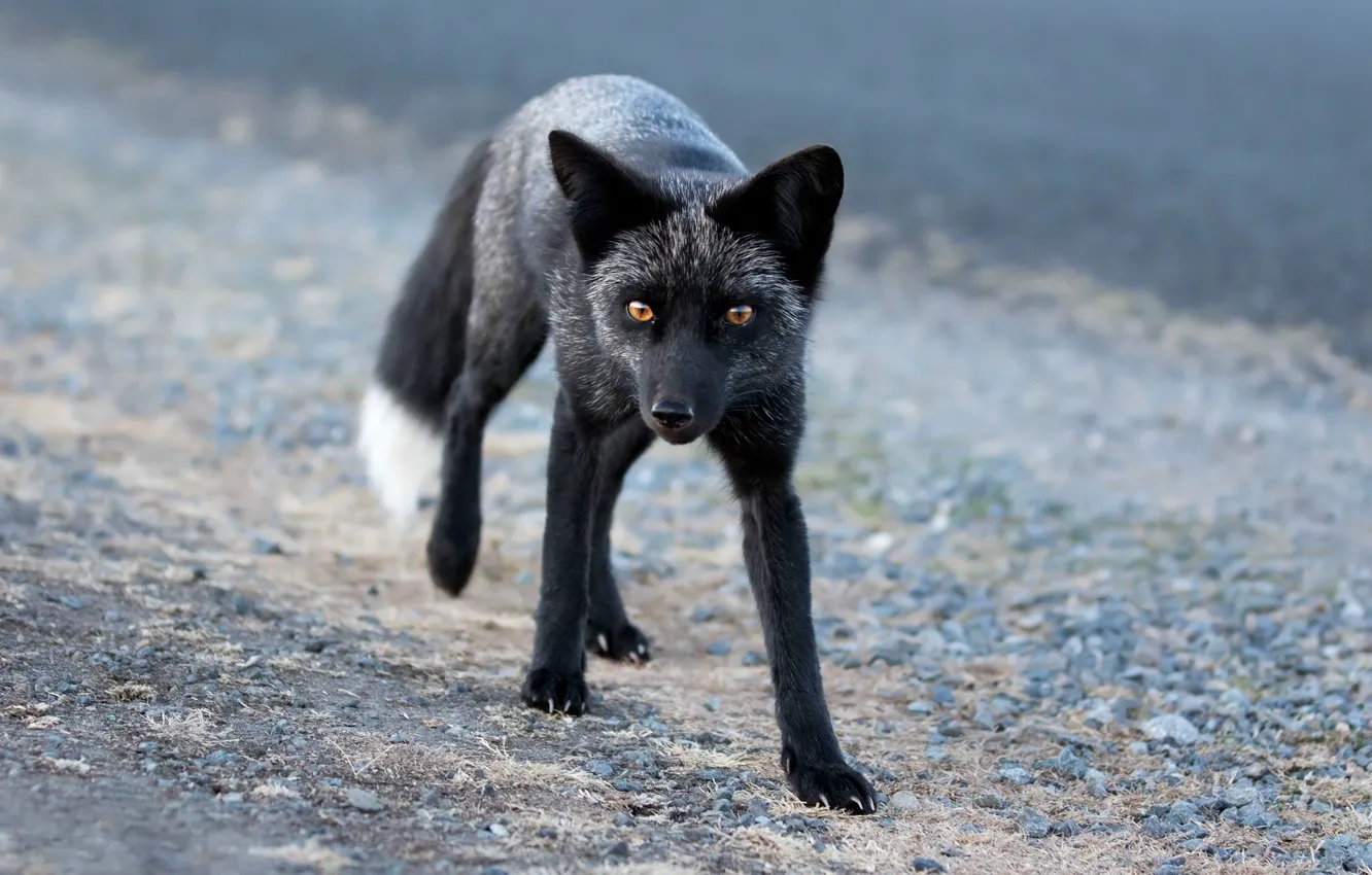 Photo wallpaper road, look, face, pose, Fox, walk, Fox, Fox