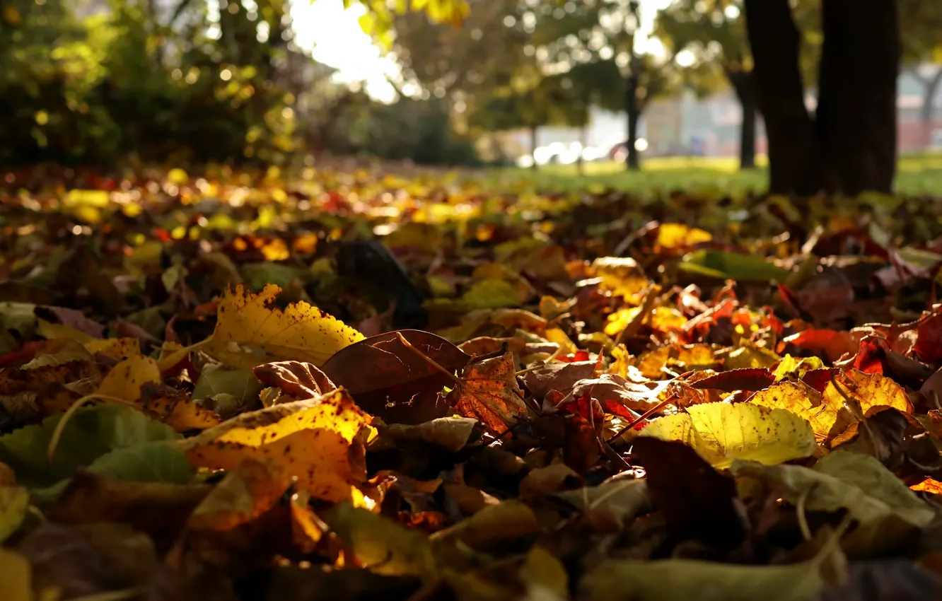 Photo wallpaper leaves, nature, the city