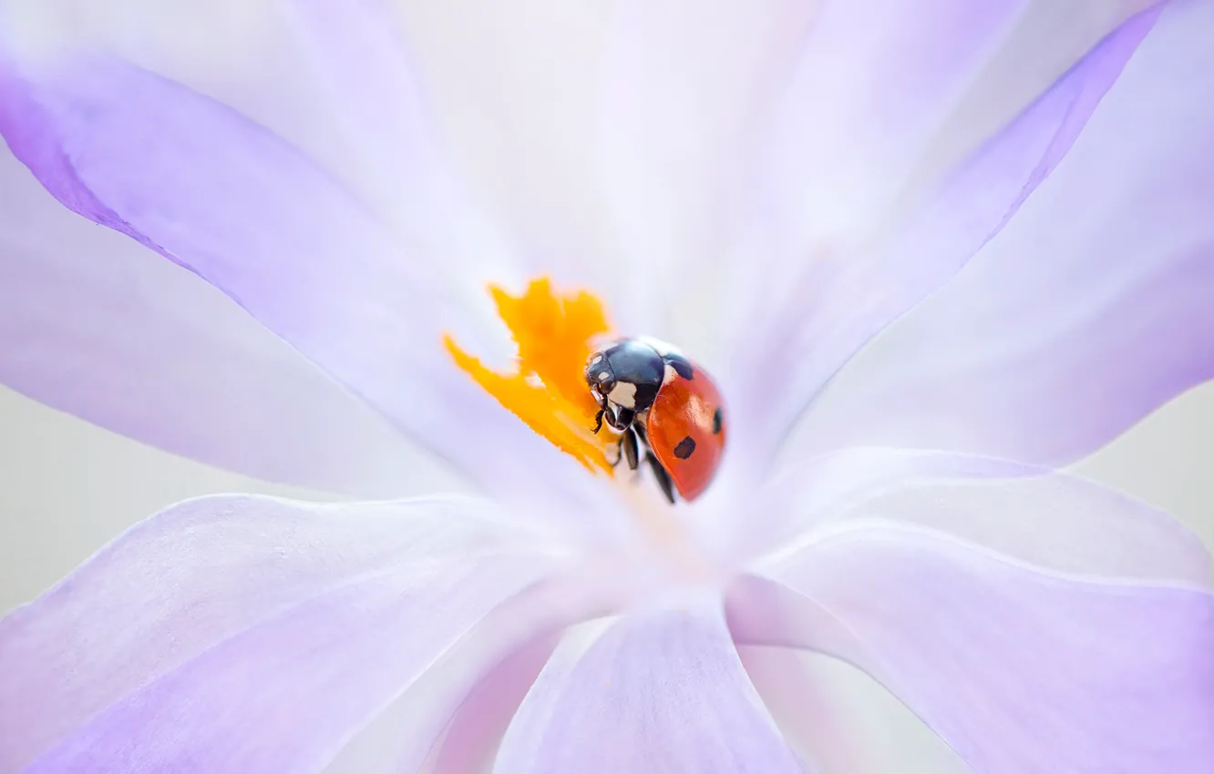 Photo wallpaper flower, macro, red, background, lilac, ladybug, beetle, blur