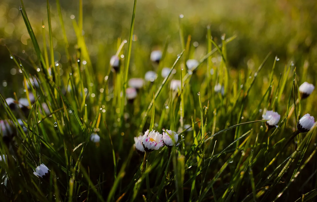 Photo wallpaper bokeh, Daisy, dew on the grass