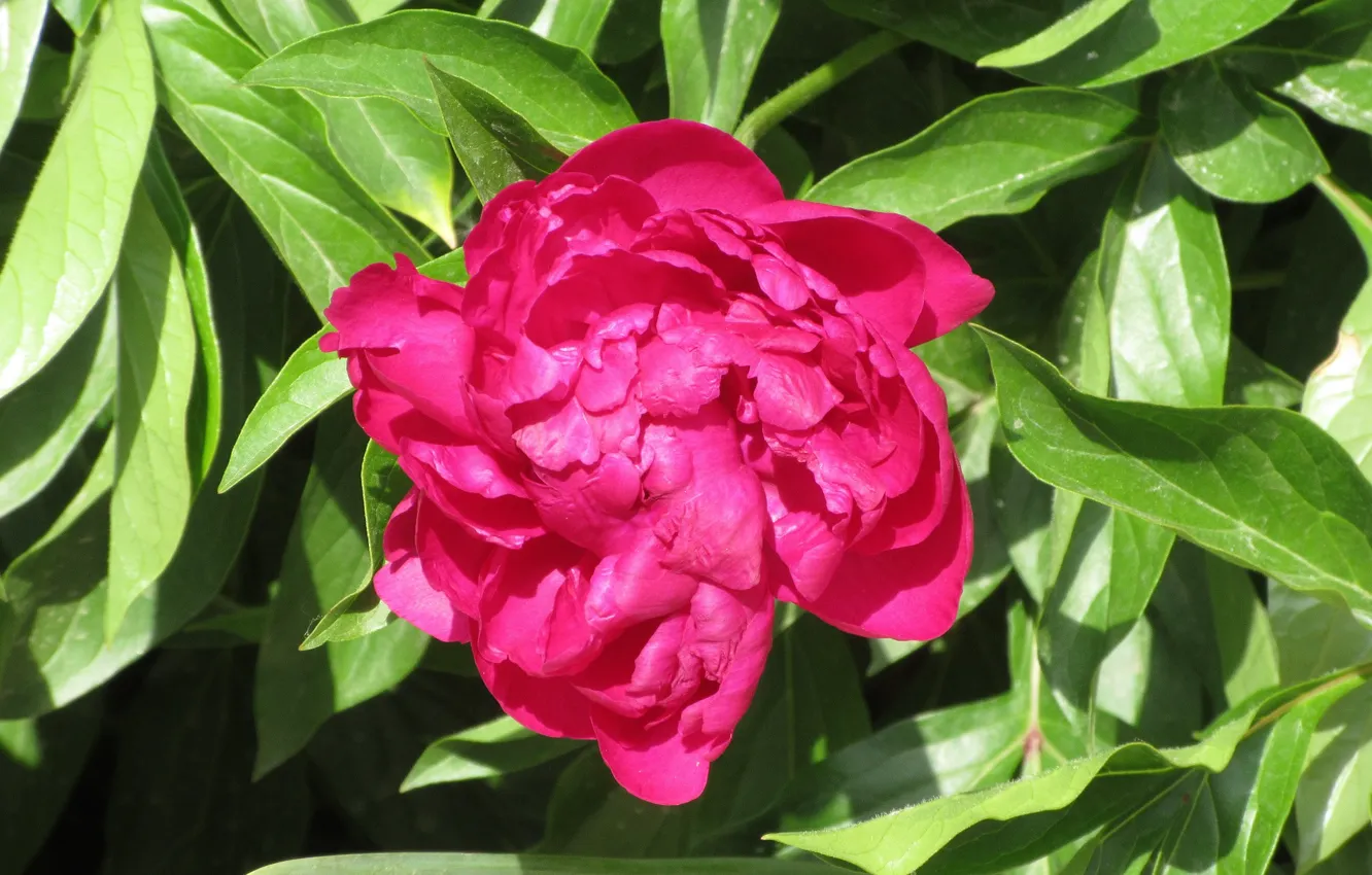 Photo wallpaper leaves, peonies, Meduzanol ©, Summer 2018