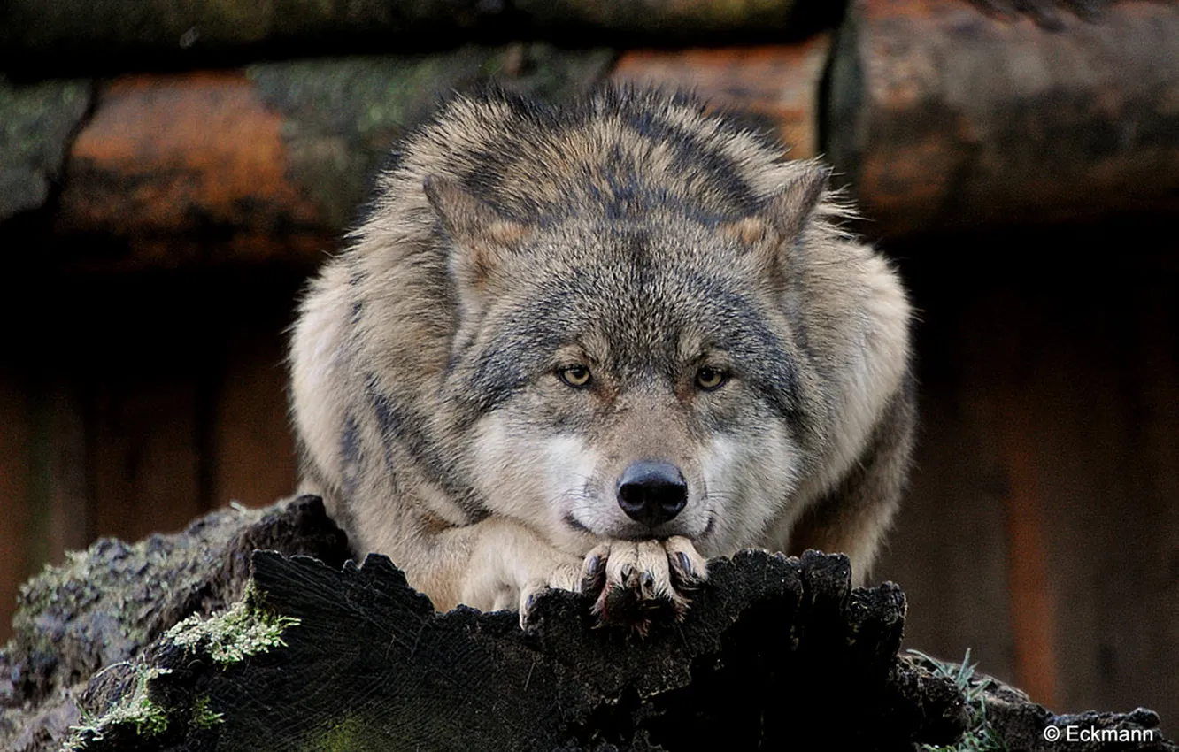 Photo wallpaper Predator, nature, snow, face, animal, wolf, canis lupus, wildlife