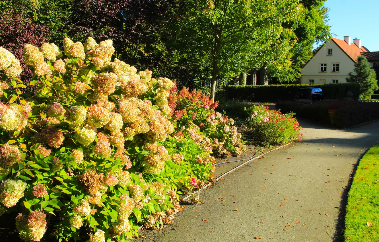 Photo wallpaper flower, park, garden, alley