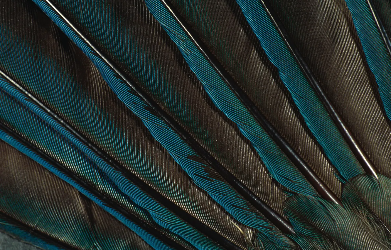 Photo wallpaper pen, feathers, peacock, green Wallpaper, peacock feather