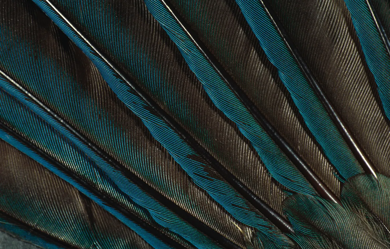 Photo wallpaper feathers, peacock, green Wallpaper, peacock feather