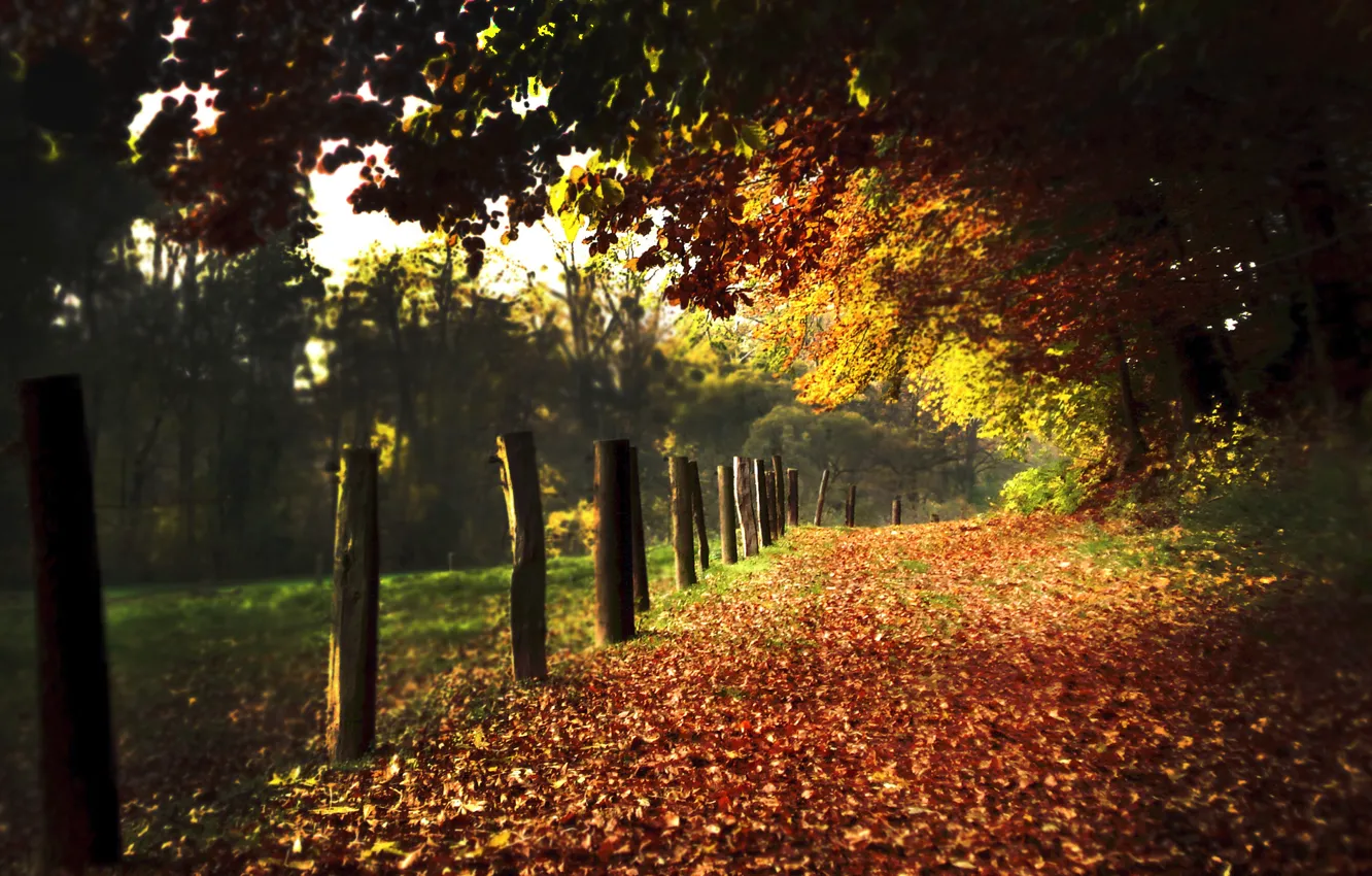 Photo wallpaper road, autumn, leaves, nature, posts, foliage, road, alley