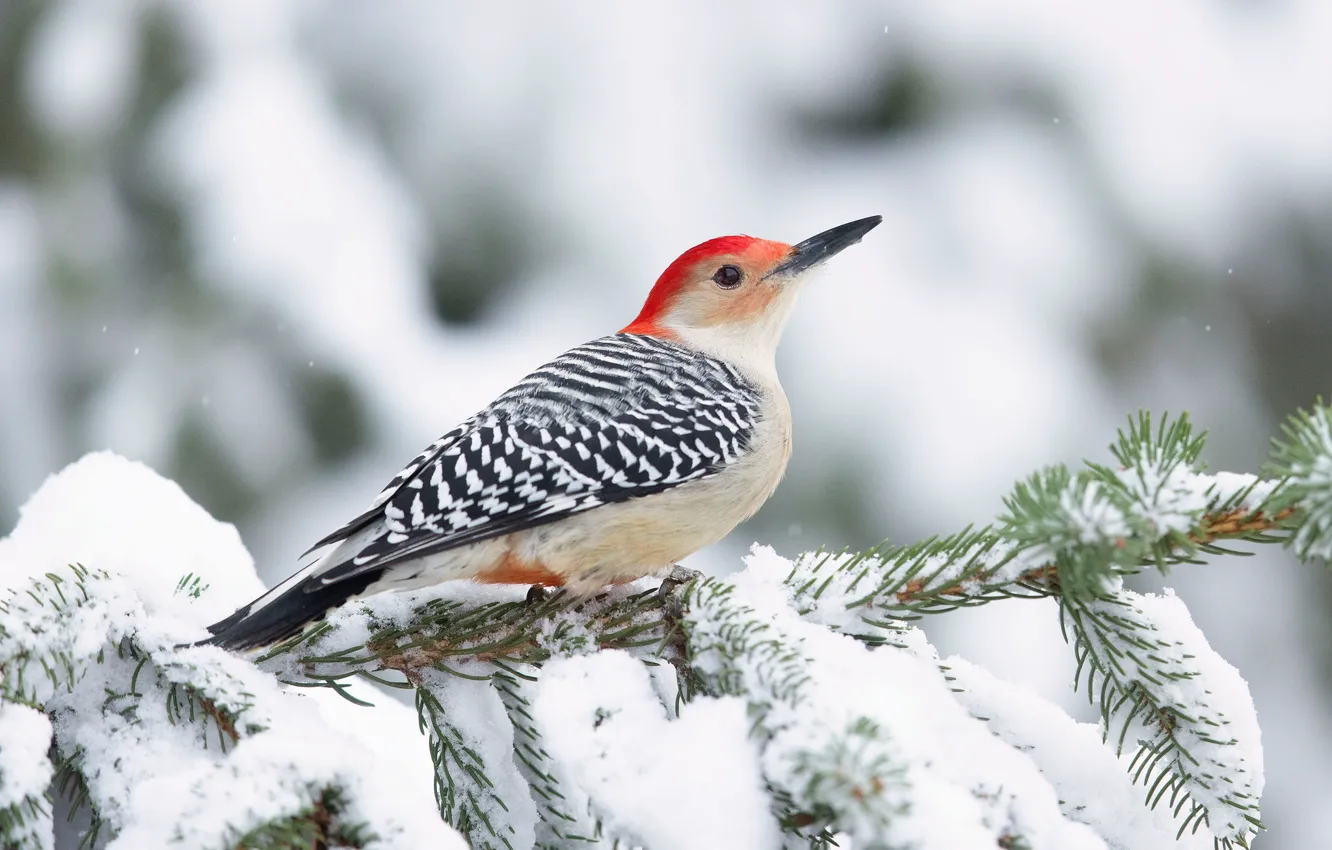 Photo wallpaper winter, snow, branches, bird, woodpecker, needles, bokeh
