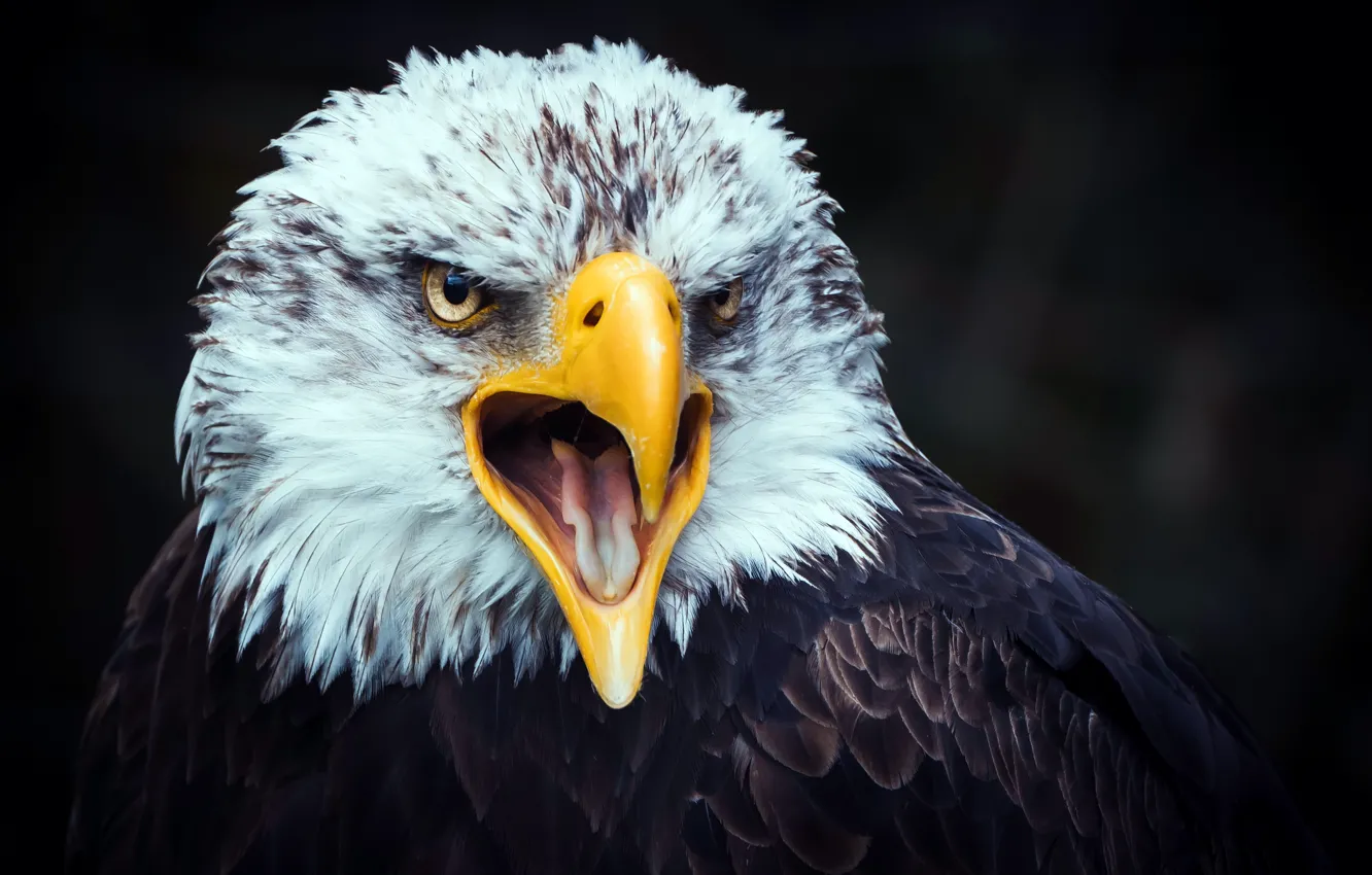 Photo wallpaper nature, bird, eagle