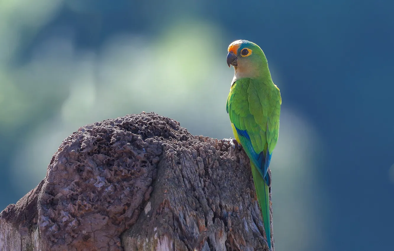 Photo wallpaper green, bird, stump, parrot, Parrot, blue background, aratinga