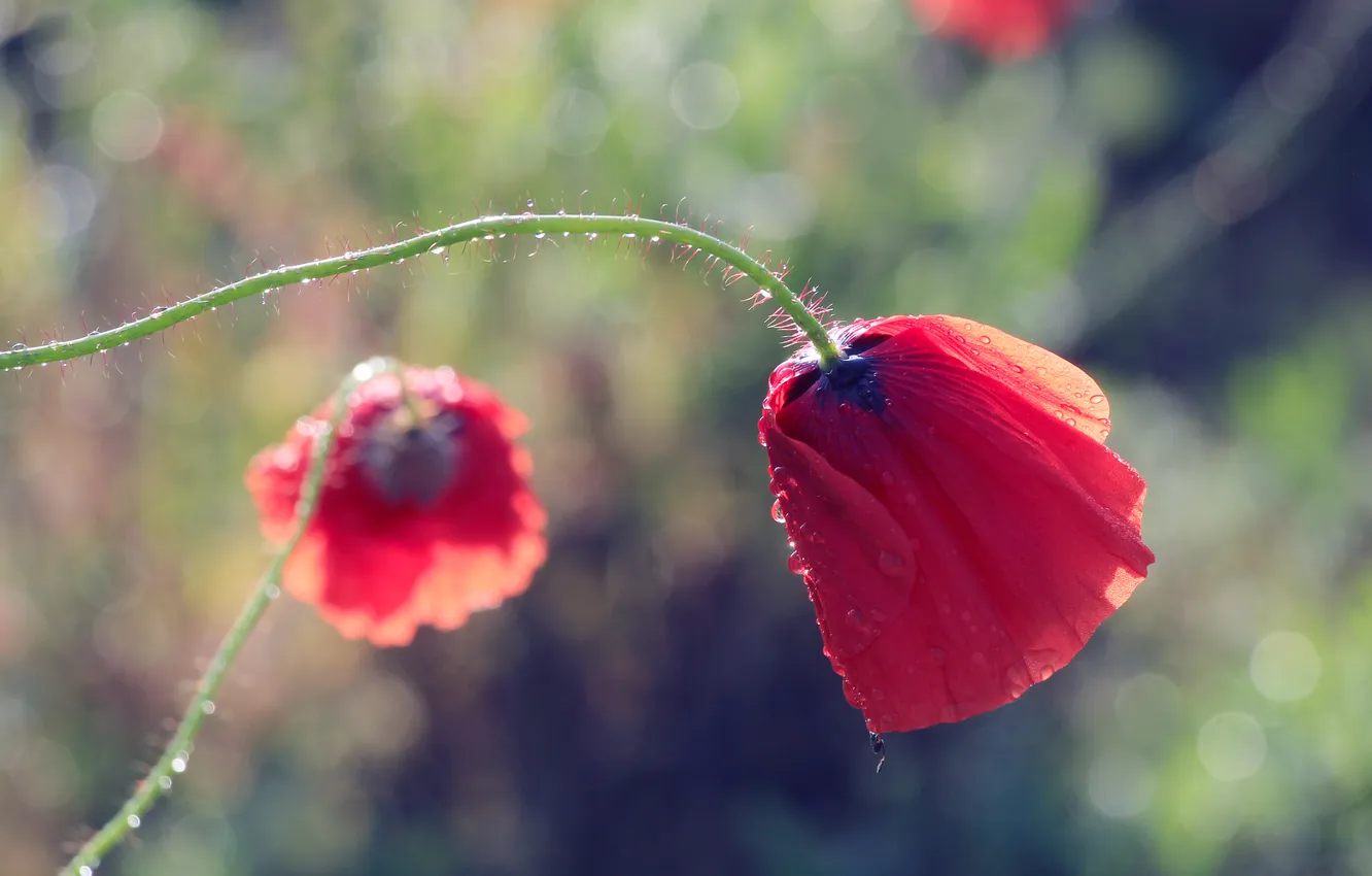 Photo wallpaper red, flower, poppy