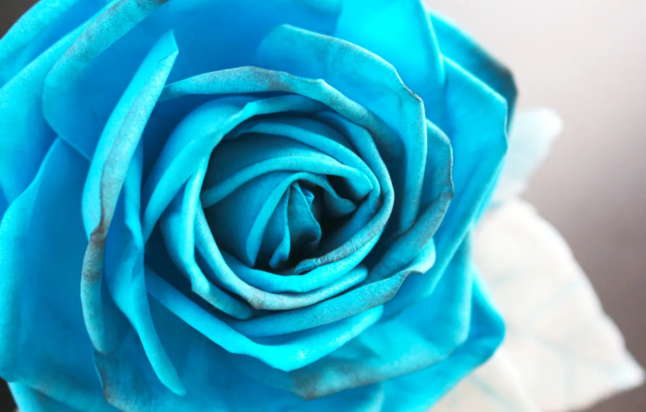 Photo wallpaper blue, blue, rose