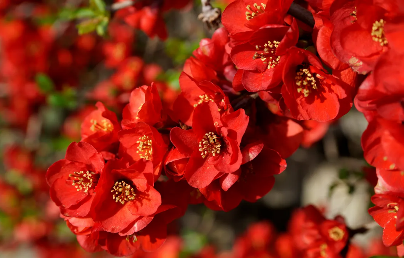 Photo wallpaper flowers, branches, red, spring, flowering, a lot, quince