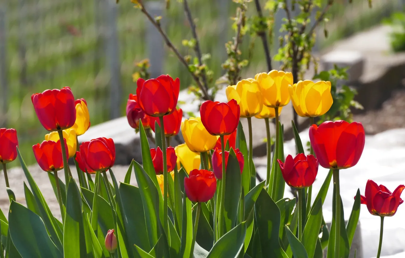 Photo wallpaper flowers, spring, yellow, garden, tulips, red