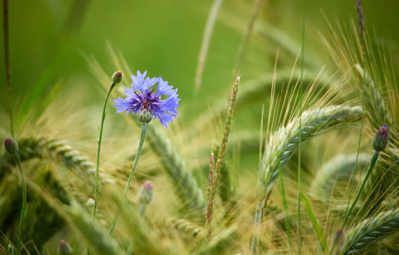 Photo wallpaper flowers, ears, cornflowers